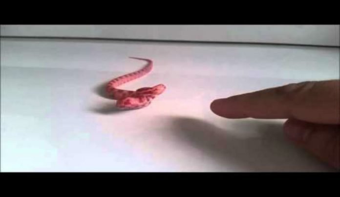 Δείτε πόσο επιθετικό μπορεί να είναι ένα μωρό φίδι (βίντεο)