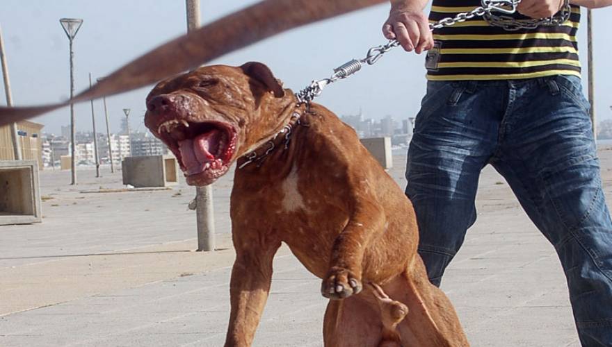 Κοζάνη: Βγήκε βόλτα και του επιτέθηκαν… 20 αδέσποτα σκυλιά – Εντρομος είδε μισοφαγωμένο τον σκύλο του