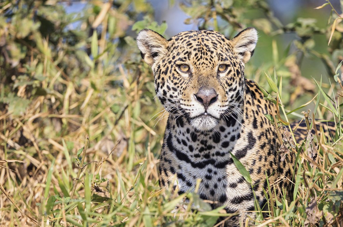 Δείτε με ποιο τρόπο δραπέτευσαν τα τζάγκουαρ από το Αττικό Ζωολογικό Πάρκο (βίντεο)