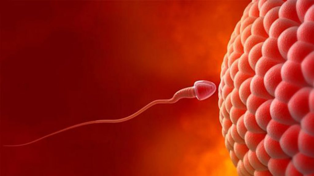 Τι μπορεί να αποκαλύψει για τη γονιμότητα η αντιμυλλέριος ορμόνη;