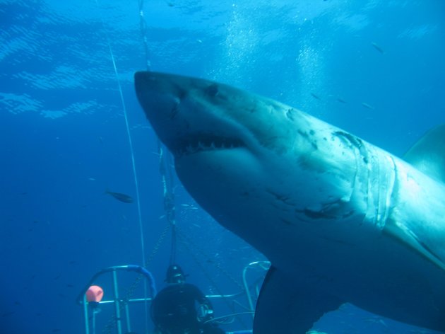 Deep Blue: Ο μεγαλύτερος…μεγάλος λευκός καρχαρίας που έχει καταγραφεί ποτέ (βίντεο)
