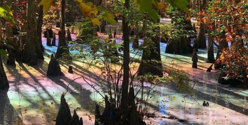 «Ανταύγειες» ουράνιου τόξου εμφανίστηκαν σε έναν βάλτο (φωτο)