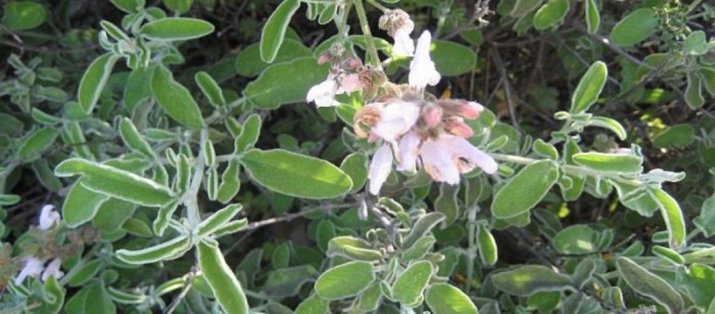 Φασκόμηλο: 7 θεραπευτικές ιδιότητες για τον ανθρώπινο οργανισμό