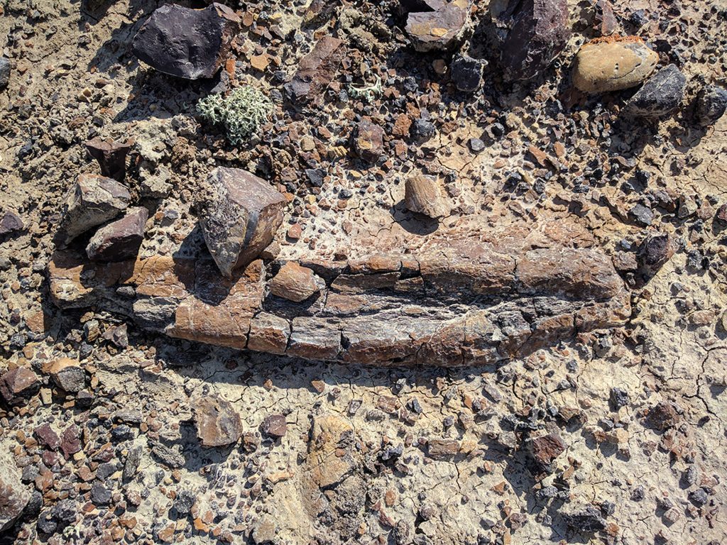 Βρετανία: Επιστήμονες ανακάλυψαν 85 απολιθώματα δεινοσαύρων ηλικίας 100 εκατομμυρίων ετών!