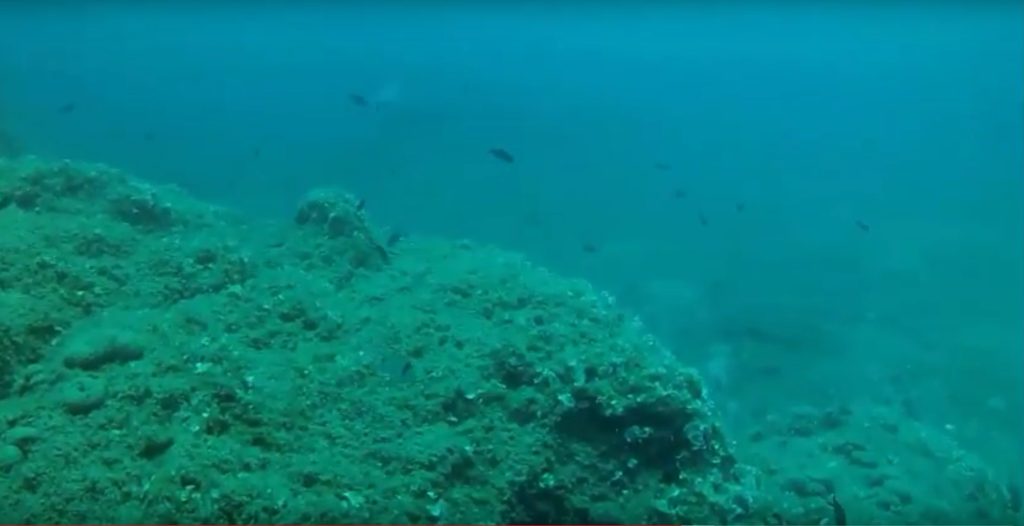 Tα δέκα επικίνδυνα πλάσματα των ελληνικών θαλασσών – Μια συνάντηση μαζί τους μπορεί να αποβεί μοιραία (βίντεο)