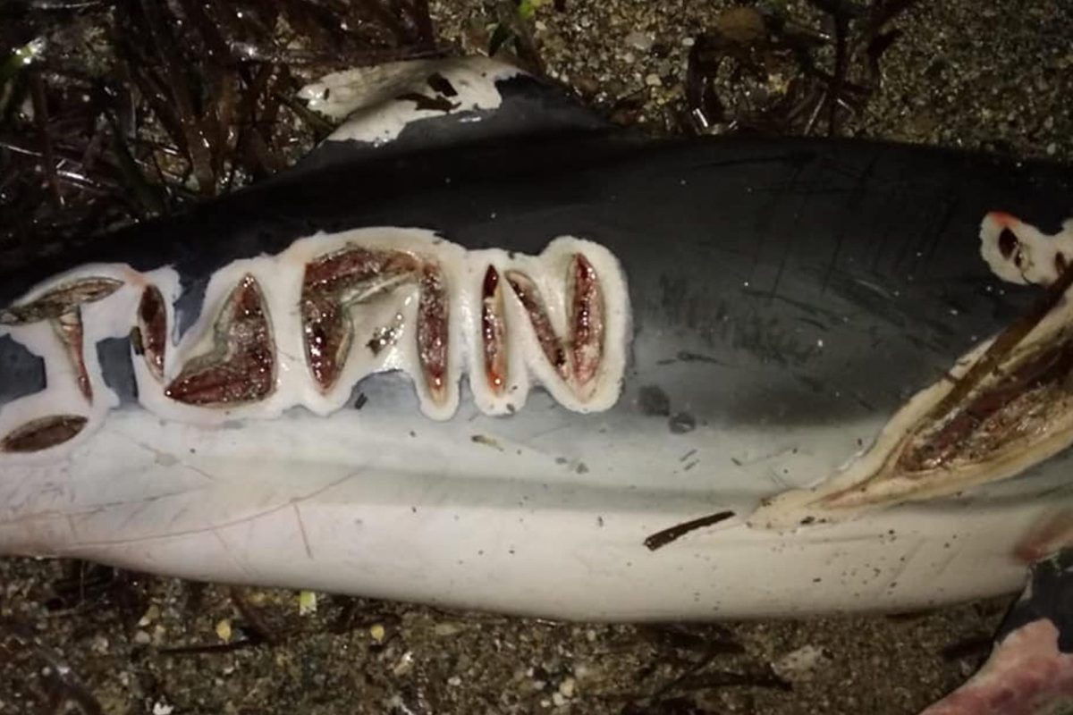 Κτηνωδία: Νεκρό δελφίνι σε παραλία με χαραγμένο το όνομα «Juan»