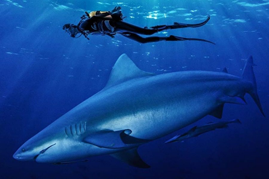Σοκαριστική επίθεση καρχαρία στην Ερυθρά Θάλασσα- Δάγκωσε το πόδι τουρίστα (βίντεο)