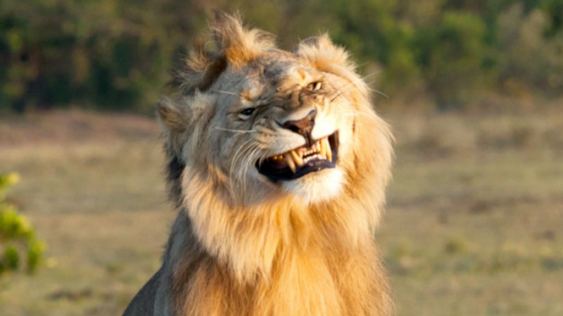 Λιοντάρια «πιάστηκαν» να ερωτοτροπούν και οι αντιδράσεις του αρσενικού τα λένε όλα (φώτο)