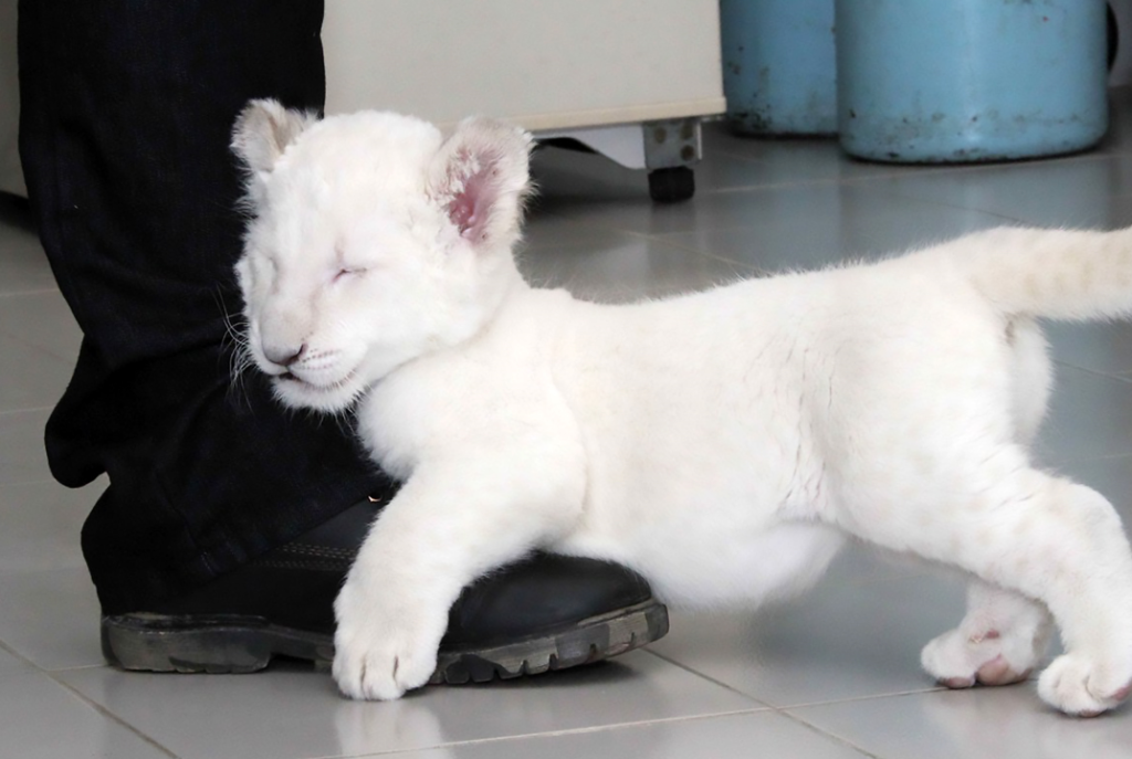 Σπάνιο λευκό λιονταράκι γεννήθηκε στο ζωολογικό πάρκο του Μεξικού (φωτο – βίντεο)