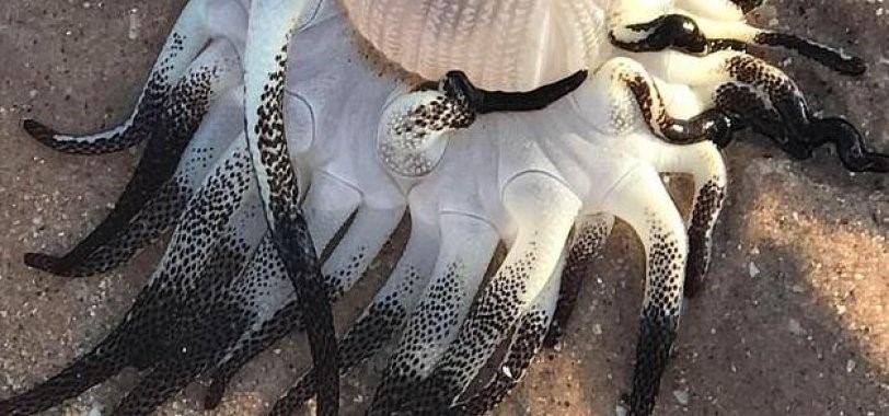 Αυστραλία: Ξεβράστηκε στις ακτές περίεργο πλάσμα (φωτο)