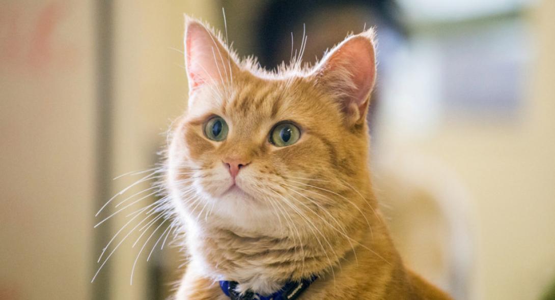 Πώς ένας γάτος χρησιμοποιήθηκε από τη CIA στον Ψυχρό Πόλεμο