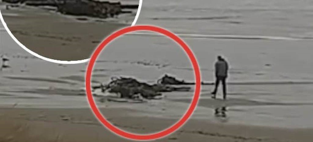 Μυστήριο με γιγαντιαίο πλάσμα που ξεβράστηκε στην ακτή (βίντεο)