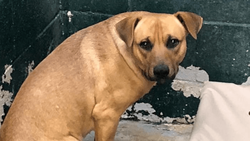 Εγκαταλείφθηκε σκύλος σε καταφύγιο επειδή έτρωγε από τα σκουπίδια (φωτο)