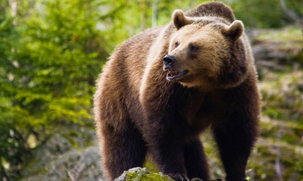 Σιβηρία: Αρκούδα ακρωτηρίασε το χέρι επισκέπτριας σε ιδιωτικό ζωολογικό κήπο (βίντεο-φωτο)