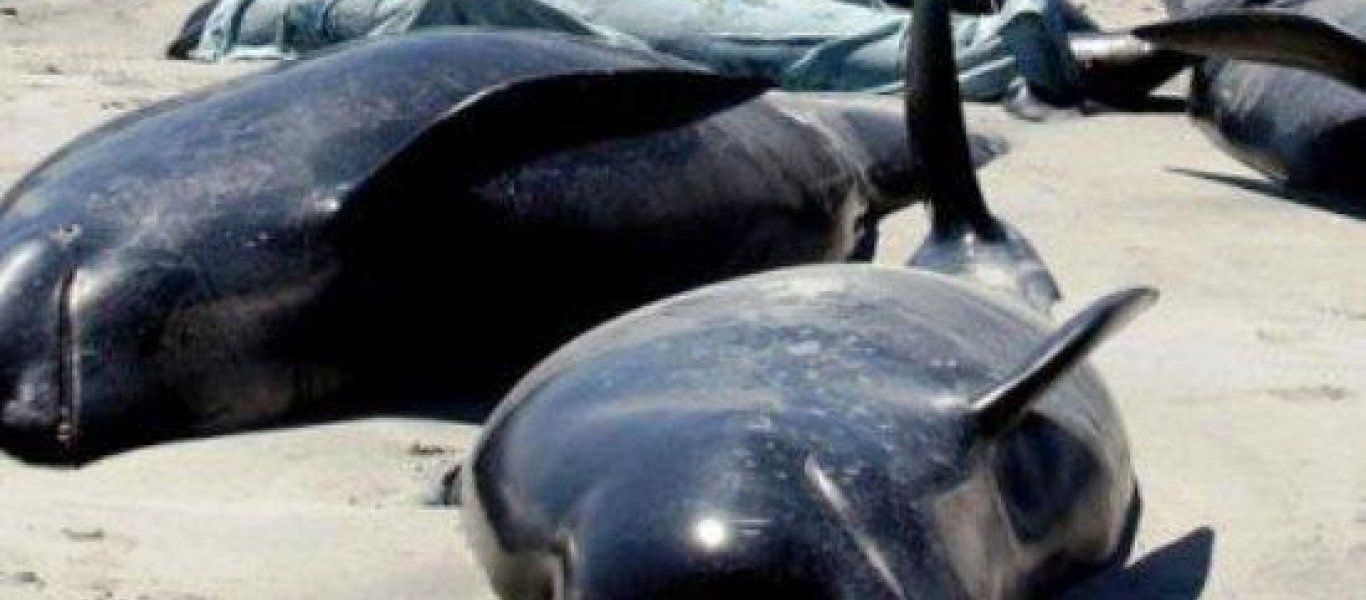 Η Ιαπωνία επιτρέπει ξανά την εμπορική φαλαινοθηρία
