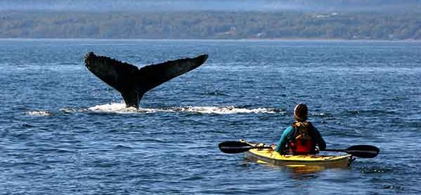Έκαναν καγιάκ αμέριμνοι ώσπου εμφανίστηκαν μπροστά τους φάλαινες-δολοφόνοι (βίντεο)