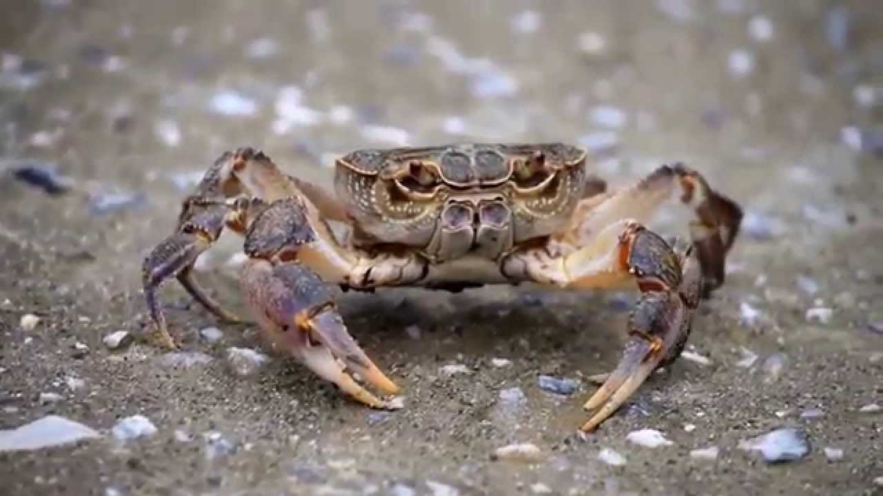 Κάβουρας «σηκώνεται» από το τηγάνι και τρώει τα λαχανικά δίπλα του (βίντεο)