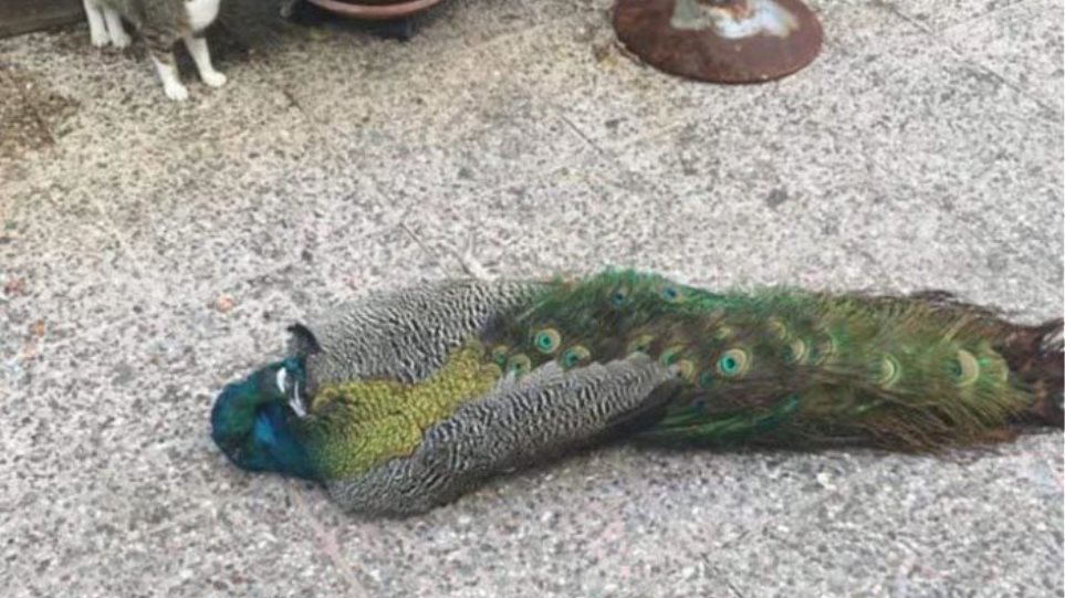 Δηλητηρίασαν τον Κυριάκο – Το παγώνι-μασκότ της Αμφιλοχίας (φωτο)