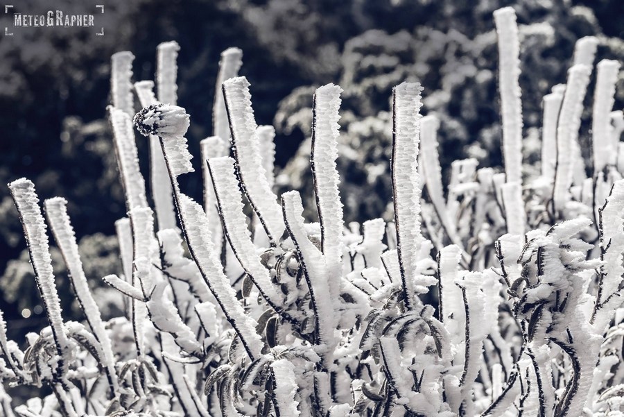 Η «παγωμένη» ομίχλη έντυσε στα λευκά τα βουνά της Σάμου – Εντυπωσιακές εικόνες (φωτο)