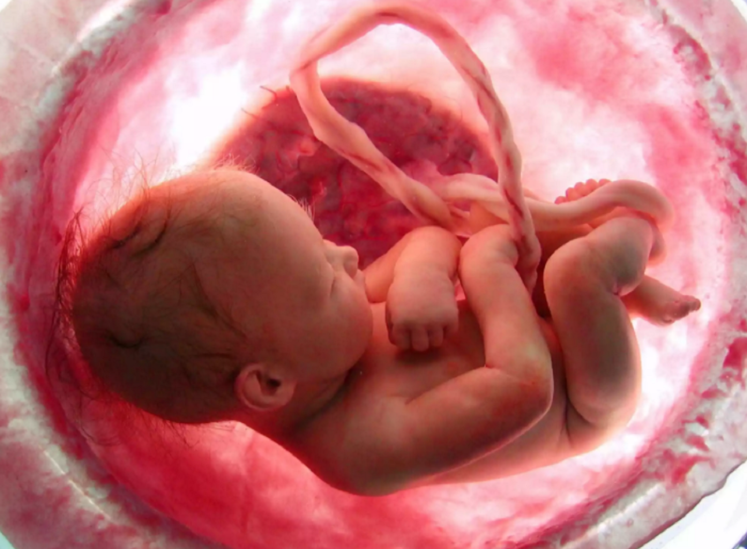 Πώς μεγαλώνει το έμβρυο στην κοιλιά της μαμάς; 9 μήνες μέσα σε 4 λεπτά! (βίντεο)