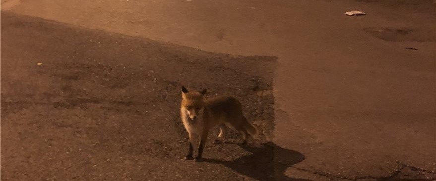 Αλεπού κόβει βόλτες στο Βύρωνα Αττικής (φωτο – βίντεο)