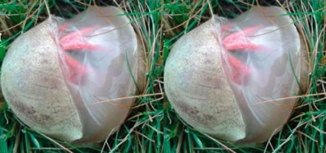 Βρήκε αυτό το «εξωγήινο» αυγό στην αυλή της – Πάγωσε όταν έμαθε τι είναι! (Bίντεο)