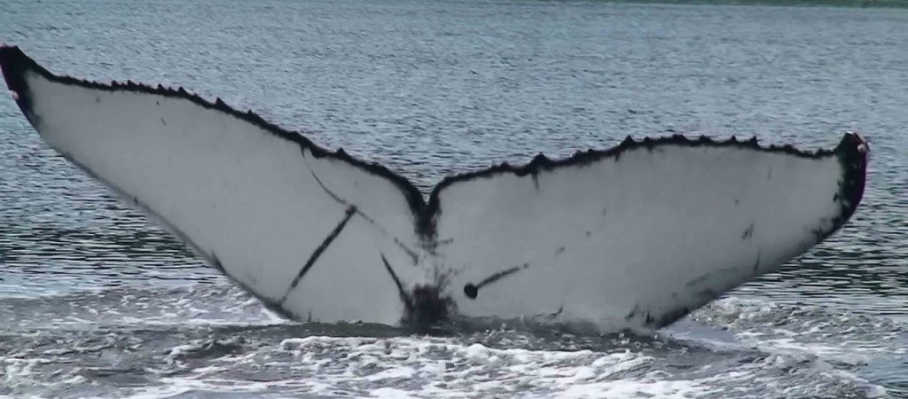 Σάλος στη Δύση μετά την απόφαση της Ιαπωνίας να ξαναρχίσει την φαλαιονοθηρία