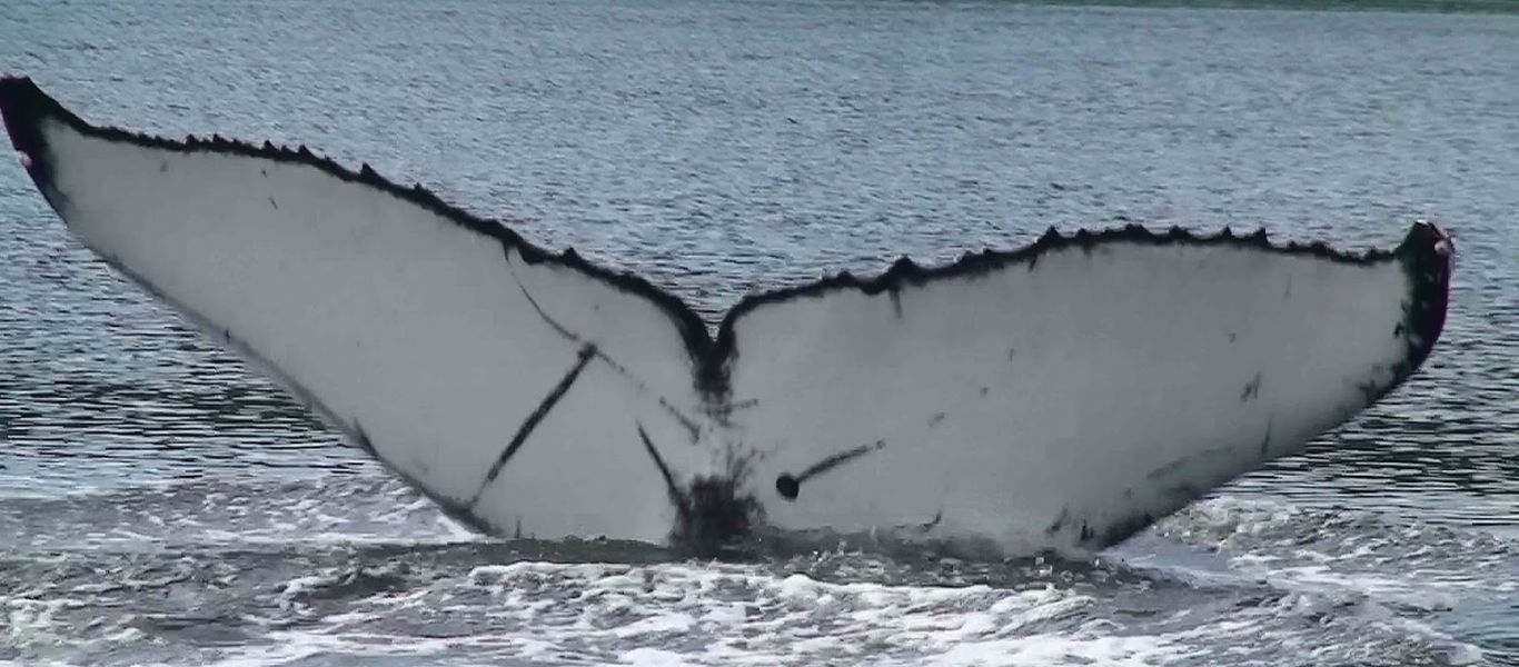 Σάλος στη Δύση μετά την απόφαση της Ιαπωνίας να ξαναρχίσει την φαλαιονοθηρία