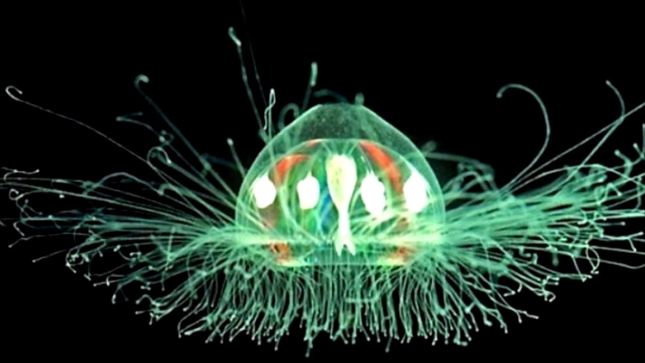 Το μοναδικό πλάσμα στη γη που νίκησε το θάνατο