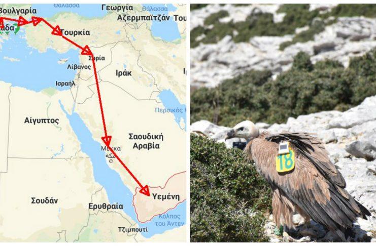 Το μακρύ ταξίδι ενός γύπα από τα Τζουμέρκα μέχρι την Αραβική χερσόνησο (φώτο)