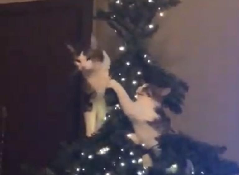 Δυο γάτες αποφάσισαν να λύσουν τις… διαφορές τους πάνω στο Χριστουγεννιάτικο δέντρο και δείτε τι ακολούθησε (βίντεο)