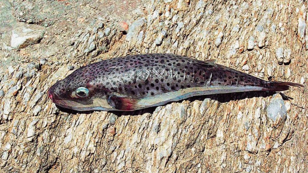 Κρήτη: Δείτε τη στιγμή που ένας λαγοκέφαλος καταβροχθίζει κουτάκι μπύρας (βίντεο)