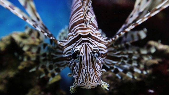 Αν τα δεις κολύμπα γρήγορα για να ξεφύγεις: Τα 3 φονικά ψάρια των ελληνικών θαλασσών (φώτο)