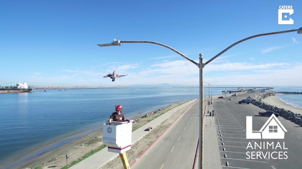 Βρήκαν γλάρο να κρέμεται ζωντανός από κολόνα φωτισμού! Δεν φαντάζεστε τι είχε συμβεί (βίντεο)