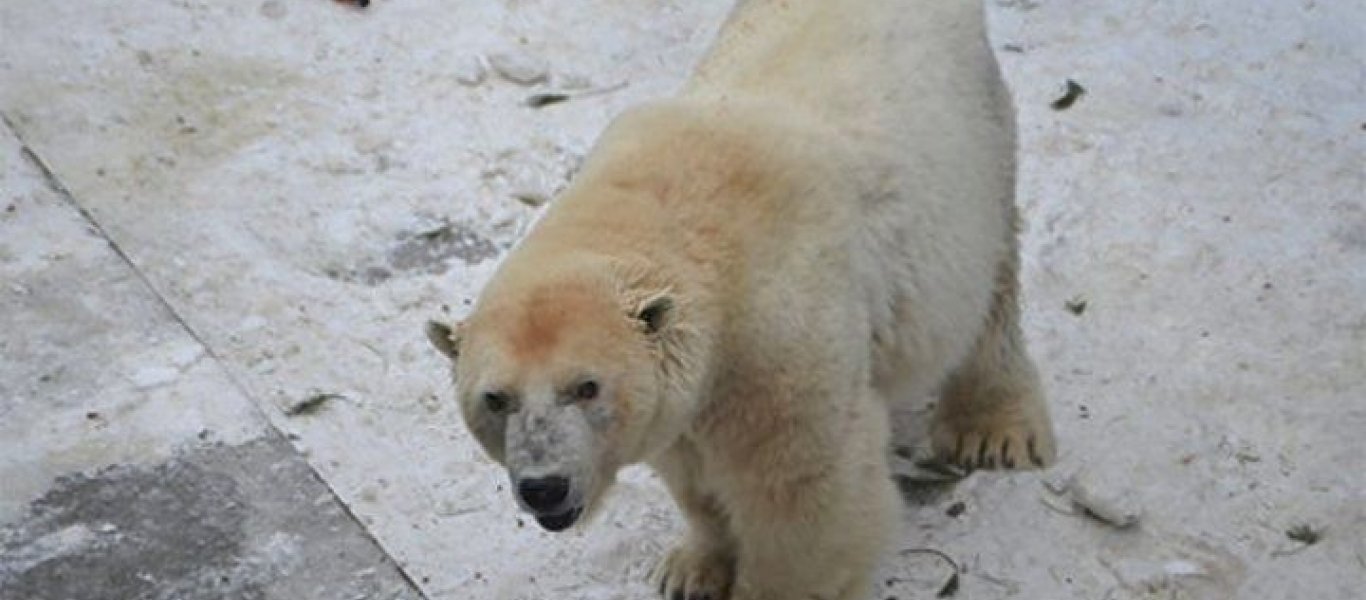 Δείτε τη στιγμή που μια λευκή αρκούδα προσπαθεί να… κατασπαράξει άνθρωπο (βίντεο)