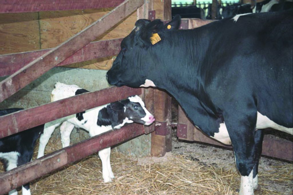 Ταύροι και αγελάδες με… μυς- Το βίντεο με τα «μεταλλαγμένα» ζώα που θα σας αφήσει με το στόμα ανοιχτό (βίντεο)