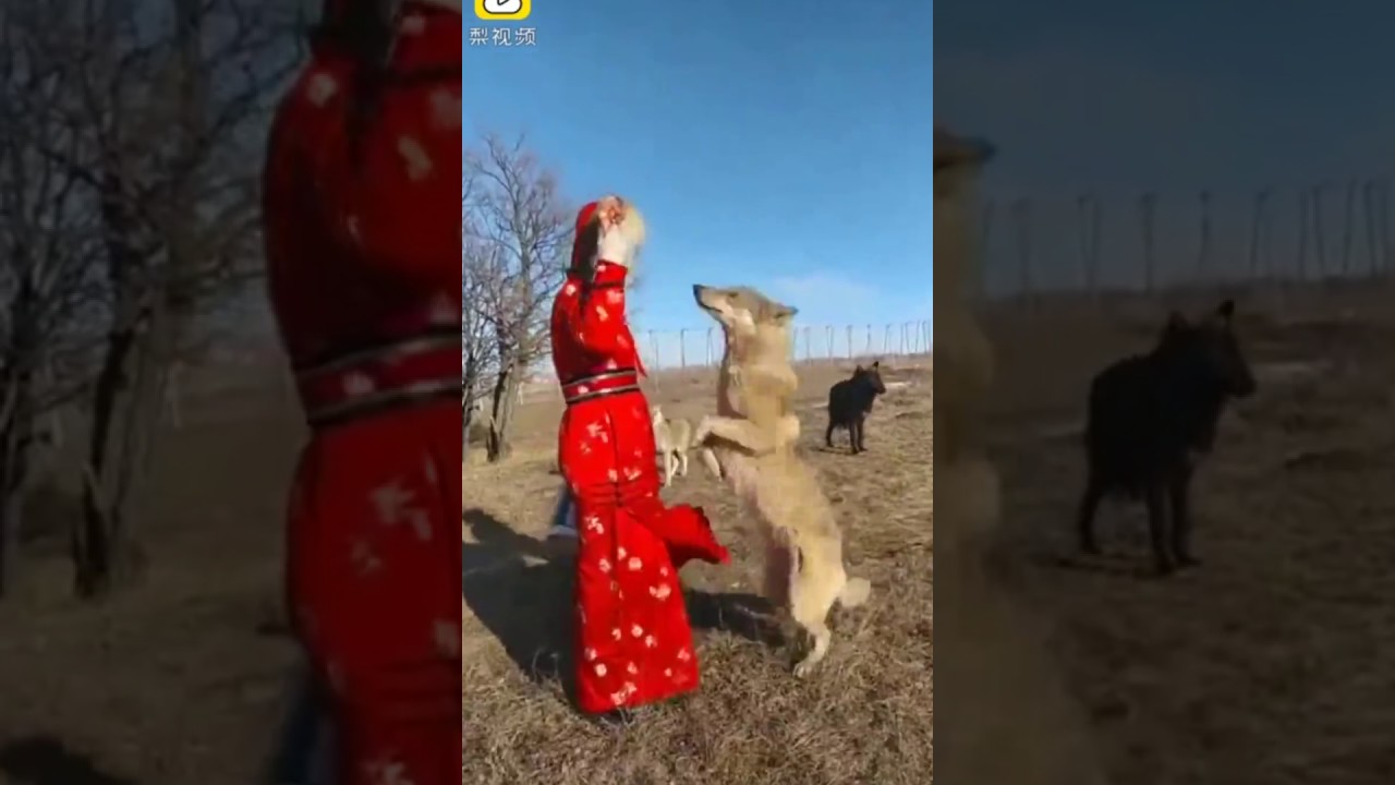 Μογγολία: 20χρονη ταΐζει λύκους στόμα με στόμα (βίντεο)