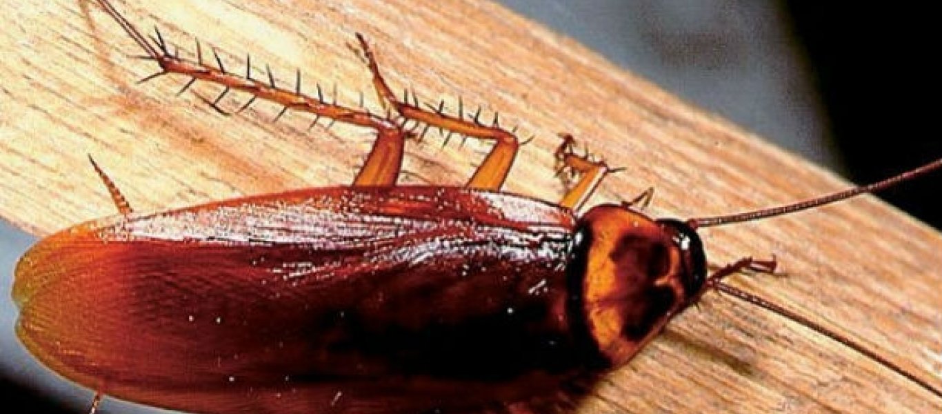 Κατσαρίδες στο σπίτι: 7 απλοί και φυσικοί τρόποι για να απαλλαγείτε μια για πάντα