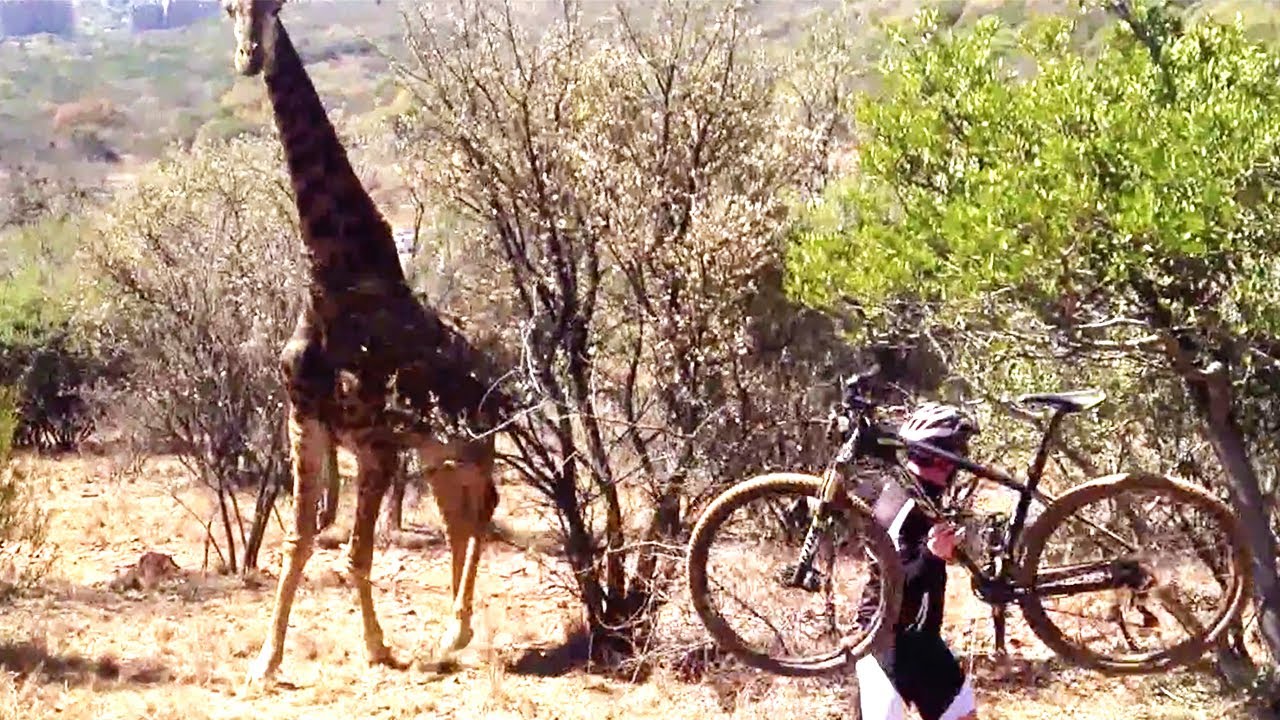 Εζησε τον απόλυτο τρόμο: Καμηλοπάρδαλη κυνηγά ποδηλάτη – Δείτε το βίντεο