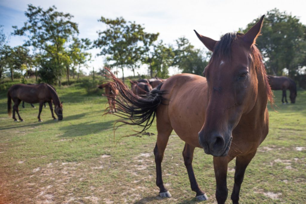 Άλογο καταρρέει επειδή ανέβηκε πάνω του ένας… παχύσαρκος (βίντεο)