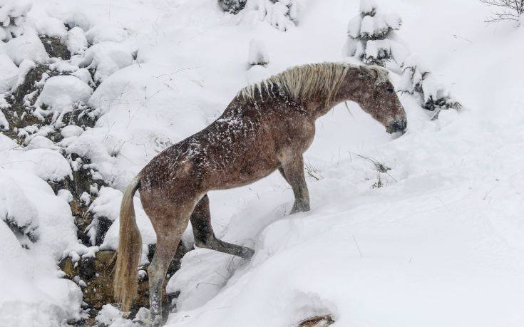 Δείτε εντυπωσιακές εικόνες με άγρια άλογα σε χιονισμένα βουνά (φωτο)