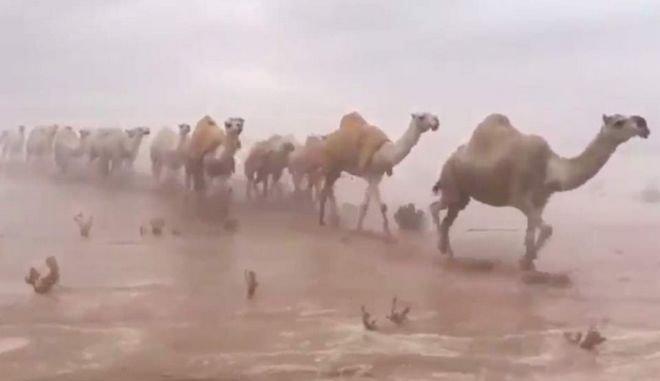 Σ. Αραβία: Όταν η έρημος μετατρέπεται σε βάλτο (βίντεο)