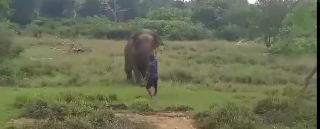 Σρι Λάνκα: Ελέφαντας πέφτει πάνω σε άνδρα και τον ποδοπατά μέχρι θανάτου (βίντεο)