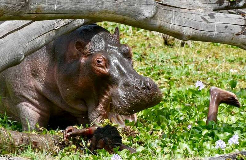 Tου επιτέθηκε ιπποπόταμος και άρχισε να τον… μασουλάει (βίντεο)
