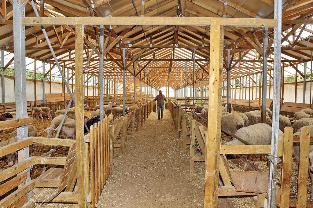 Κάηκε κοπάδι 100 ζώων μετά από πυρκαγιά που ξέσπασε σε στάβλο στο Μουζάκι Καρδίτσας (φωτο)