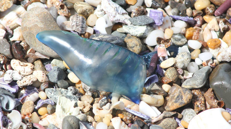 Αυστραλία: Ο εφιάλτης στο δρόμο με τις…μπλε μέδουσες – Πάνω από 3.500 τα θύματα