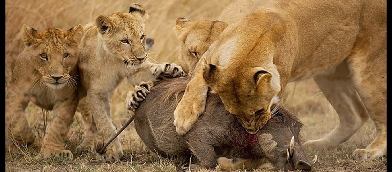 Βίντεο: Αγέλη λιονταριών κατασπαράζει ένα αγριόχοιρο!