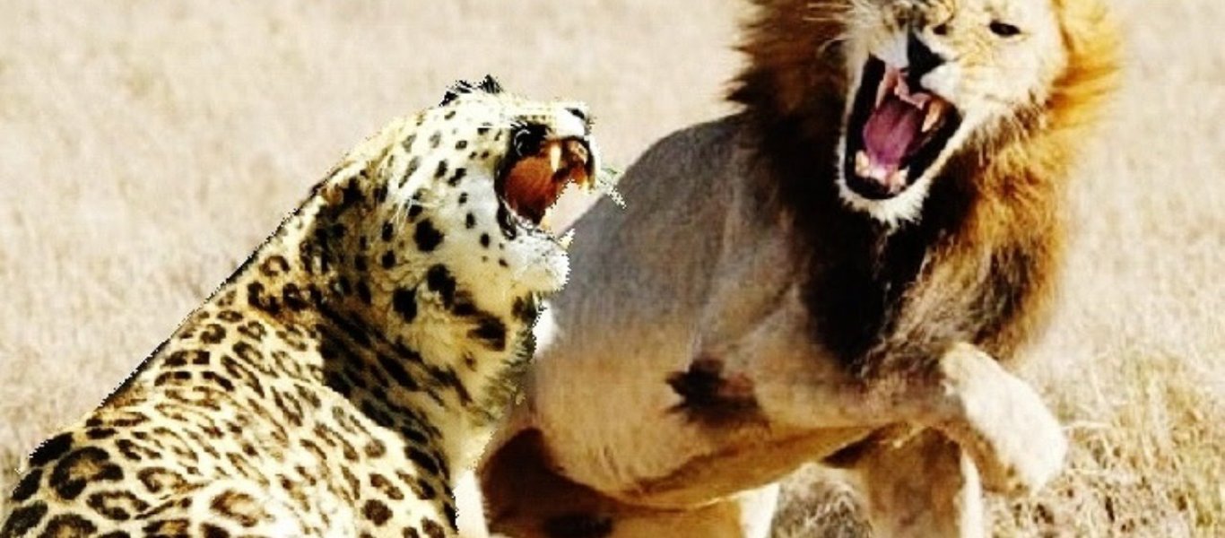 Βίντεο: Λιοντάρι κατασπαράζει ένα τσιτάχ