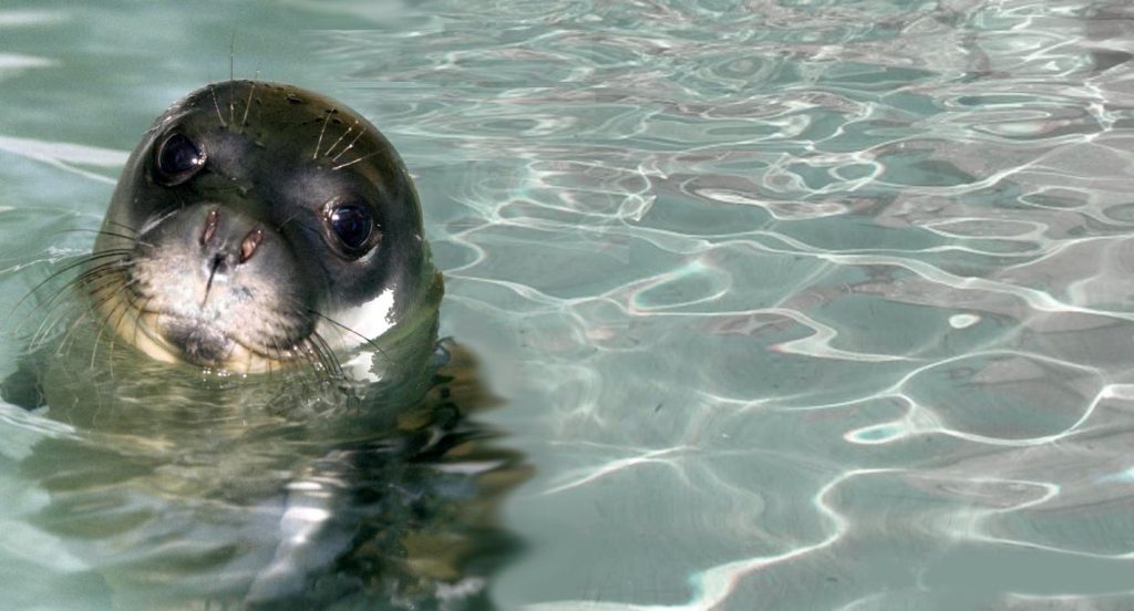 40 φώκιες «εισέβαλαν» σε χωριό στον Καναδά – Ζητούν βοήθεια οι κάτοικοι (φωτό, βίντεο)