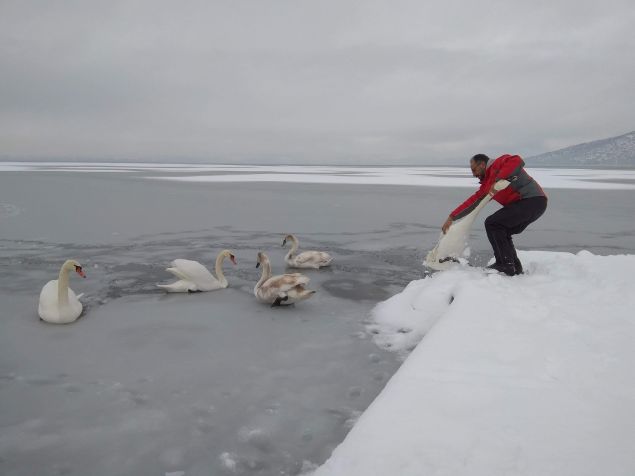 Εθελοντές σώζουν παγιδευμένα πουλιά στην παγωμένη λίμνη της Καστοριάς (φωτο)